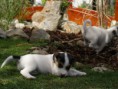 /album/fotogalerie/pupps-052-jpg/
